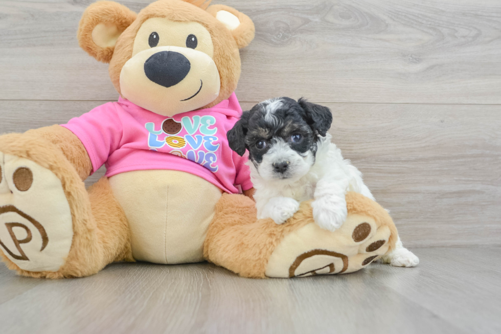 Petite Poochon Poodle Mix Pup