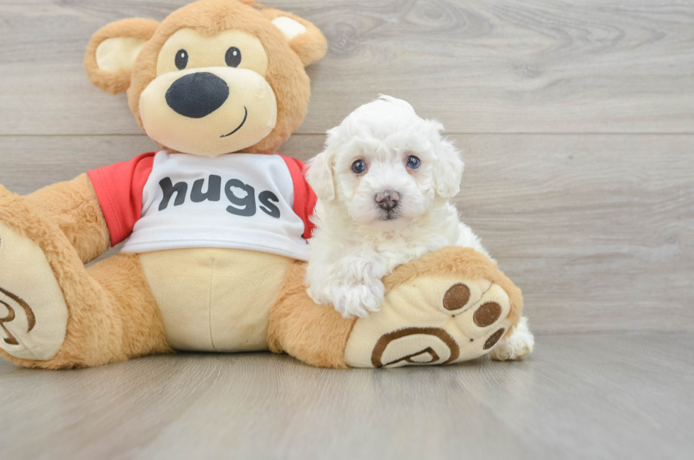 5 week old Poochon Puppy For Sale - Seaside Pups