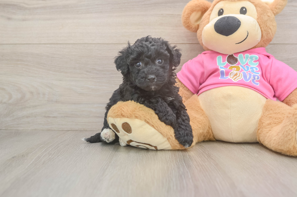 5 week old Poochon Puppy For Sale - Seaside Pups