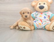 7 week old Poochon Puppy For Sale - Seaside Pups