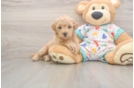 Poochon Pup Being Cute