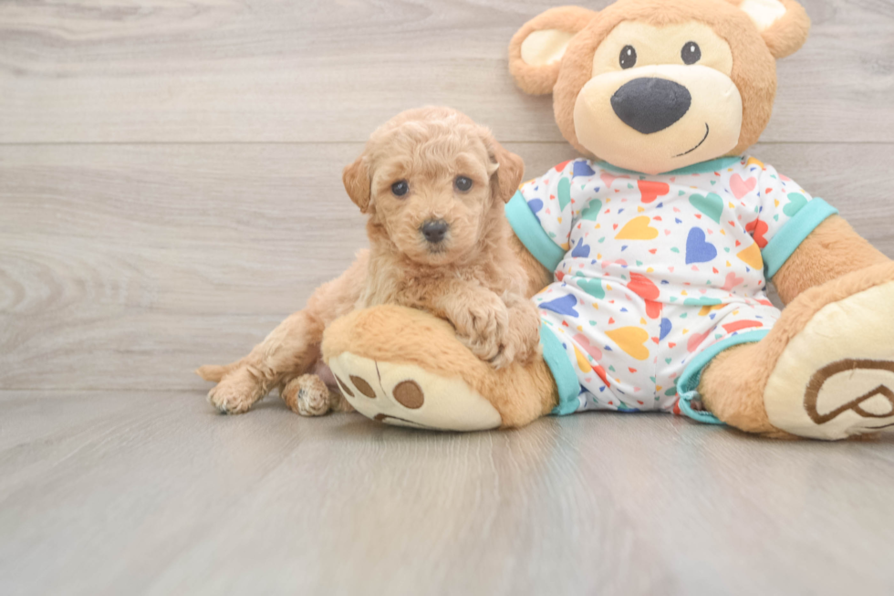 Poochon Pup Being Cute