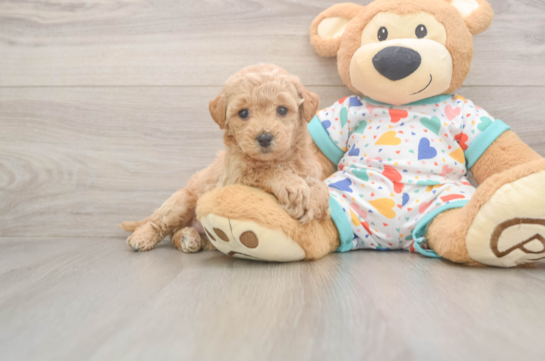 Poochon Pup Being Cute