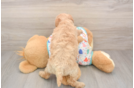 Poochon Puppy for Adoption