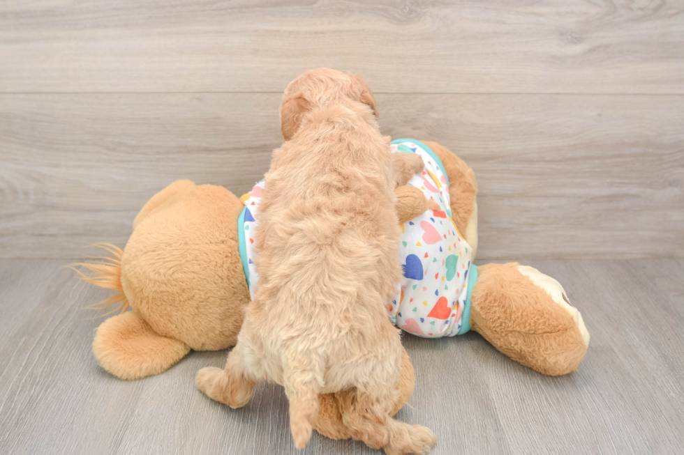 Poochon Puppy for Adoption