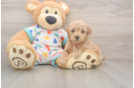 Poochon Pup Being Cute