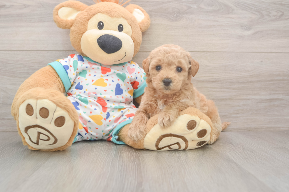 Poochon Pup Being Cute
