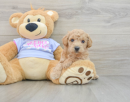 5 week old Poochon Puppy For Sale - Seaside Pups