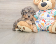 7 week old Poochon Puppy For Sale - Seaside Pups