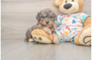 Petite Poochon Poodle Mix Pup