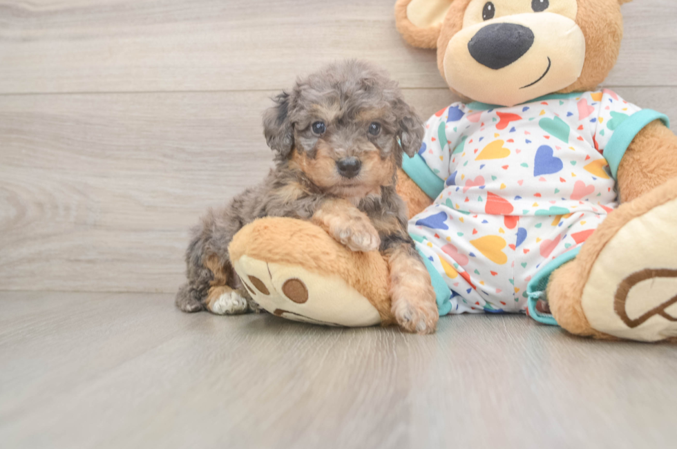 5 week old Poochon Puppy For Sale - Seaside Pups