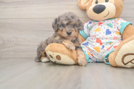 Petite Poochon Poodle Mix Pup