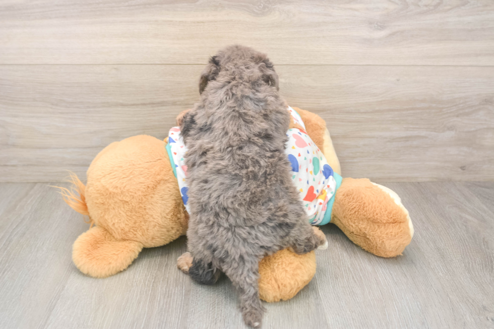Poochon Pup Being Cute
