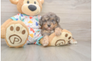 Fluffy Poochon Poodle Mix Pup