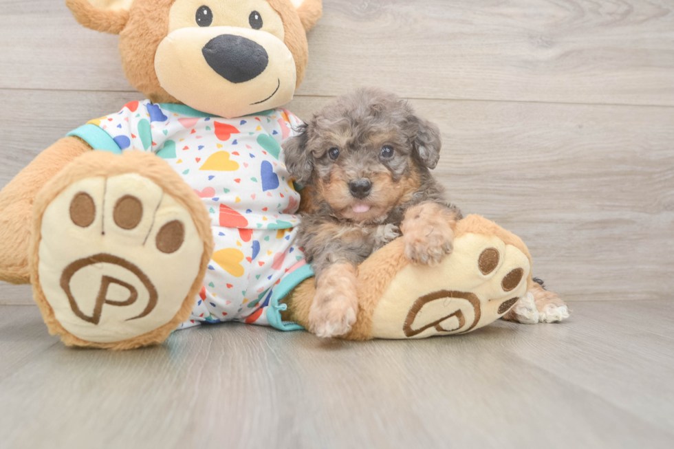 Fluffy Poochon Poodle Mix Pup