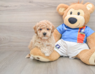 5 week old Poochon Puppy For Sale - Seaside Pups