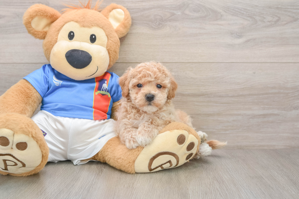 Poochon Pup Being Cute