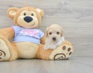 5 week old Poochon Puppy For Sale - Seaside Pups