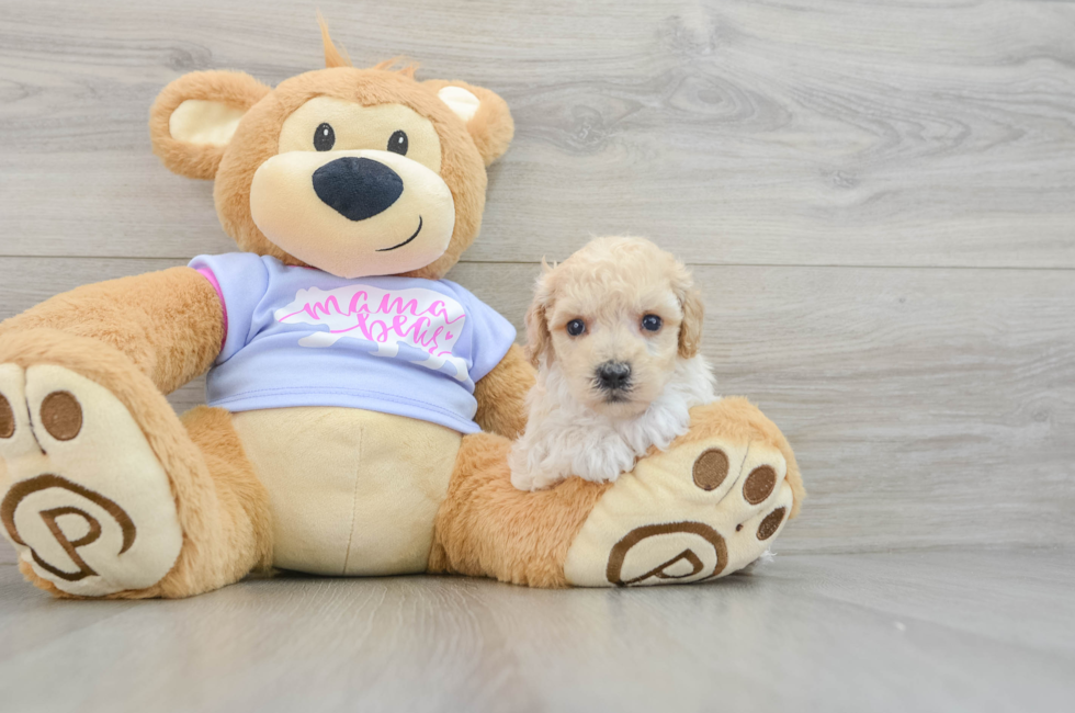 5 week old Poochon Puppy For Sale - Seaside Pups