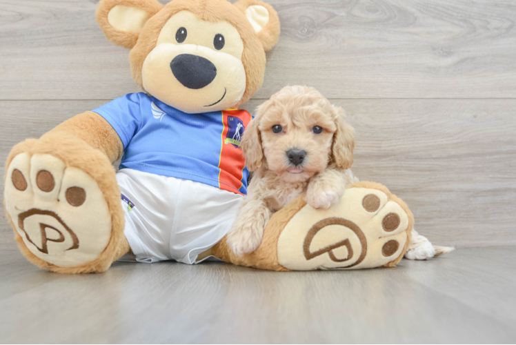 Best Poochon Baby