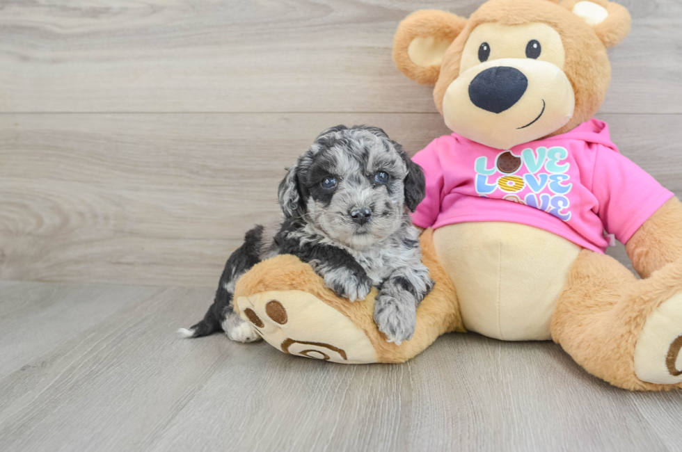 5 week old Poochon Puppy For Sale - Seaside Pups