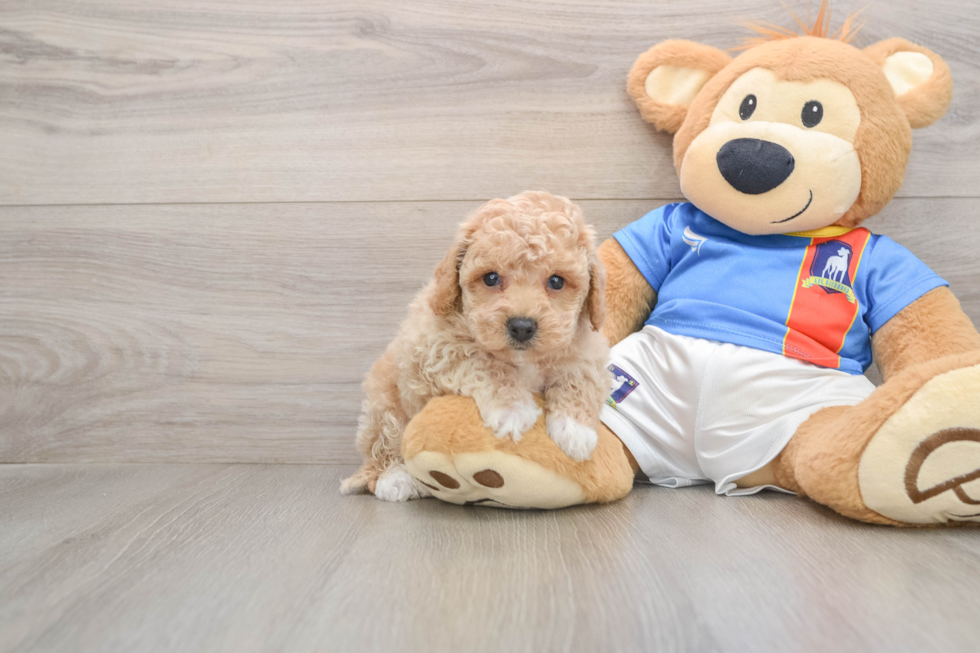 Adorable Bichpoo Poodle Mix Puppy