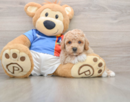 5 week old Poochon Puppy For Sale - Seaside Pups