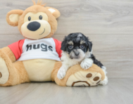 7 week old Poochon Puppy For Sale - Seaside Pups