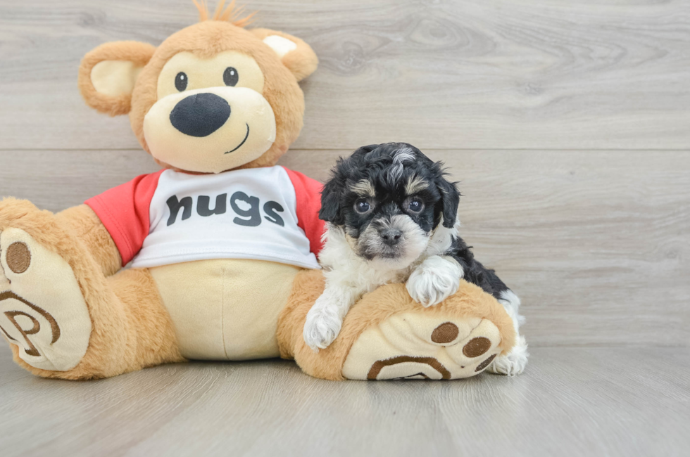 5 week old Poochon Puppy For Sale - Seaside Pups