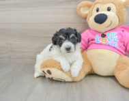 6 week old Poochon Puppy For Sale - Seaside Pups