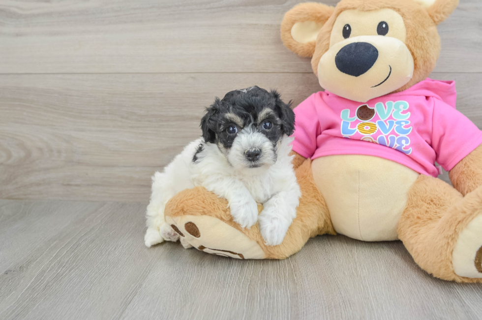 5 week old Poochon Puppy For Sale - Seaside Pups