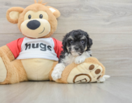 7 week old Poochon Puppy For Sale - Seaside Pups