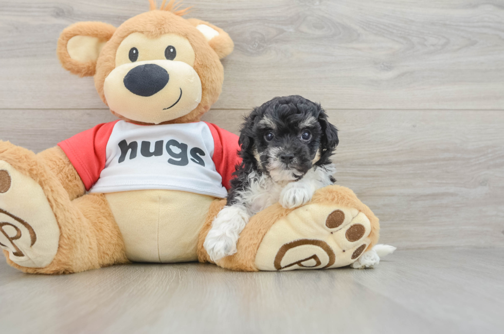 5 week old Poochon Puppy For Sale - Seaside Pups