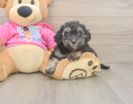 7 week old Poochon Puppy For Sale - Seaside Pups