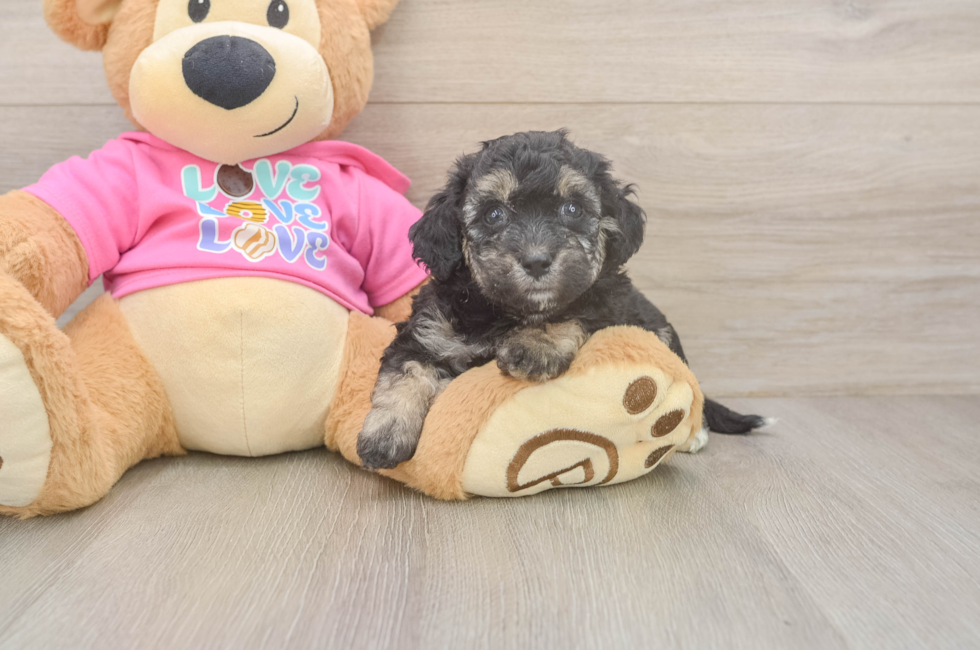 5 week old Poochon Puppy For Sale - Seaside Pups