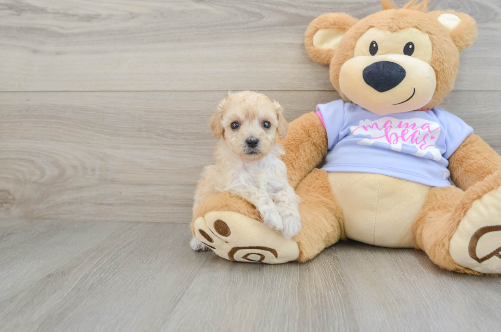 5 week old Poochon Puppy For Sale - Seaside Pups