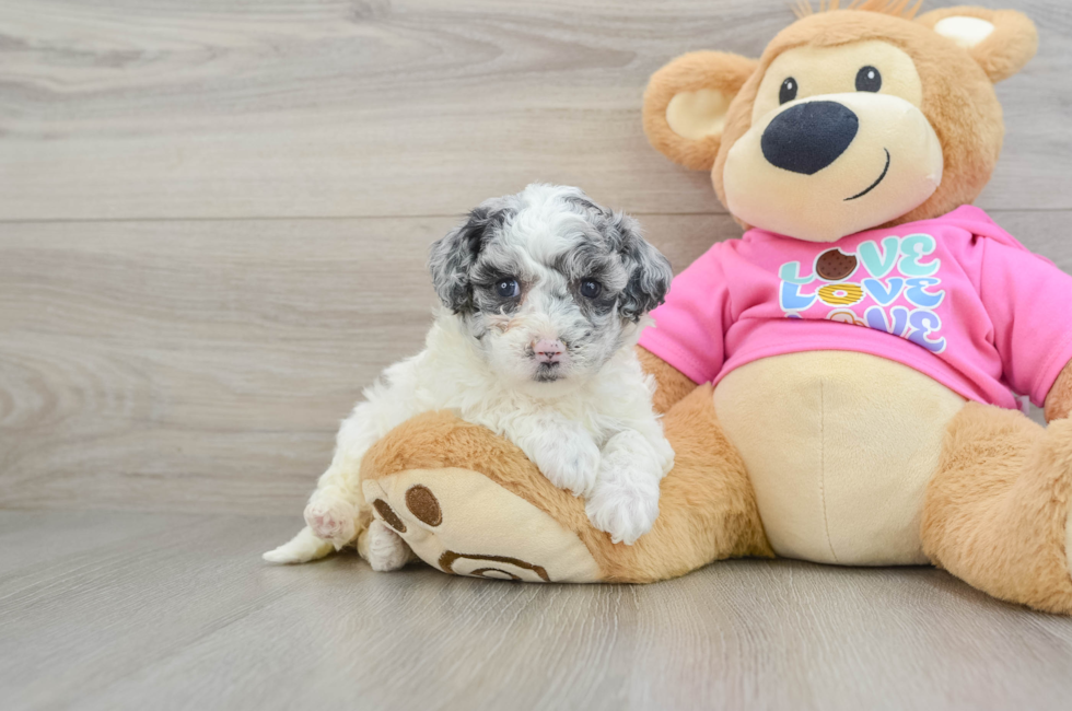 5 week old Poochon Puppy For Sale - Seaside Pups