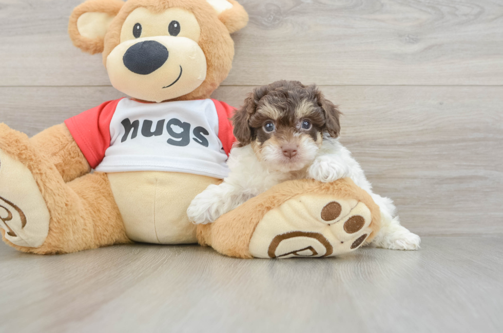 5 week old Poochon Puppy For Sale - Seaside Pups