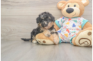 Adorable Bichpoo Poodle Mix Puppy