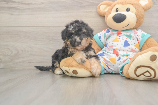 Adorable Bichpoo Poodle Mix Puppy