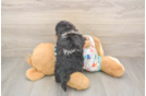 Friendly Poochon Baby