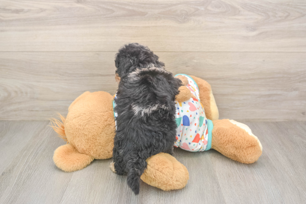 Friendly Poochon Baby