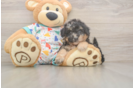 Poochon Puppy for Adoption