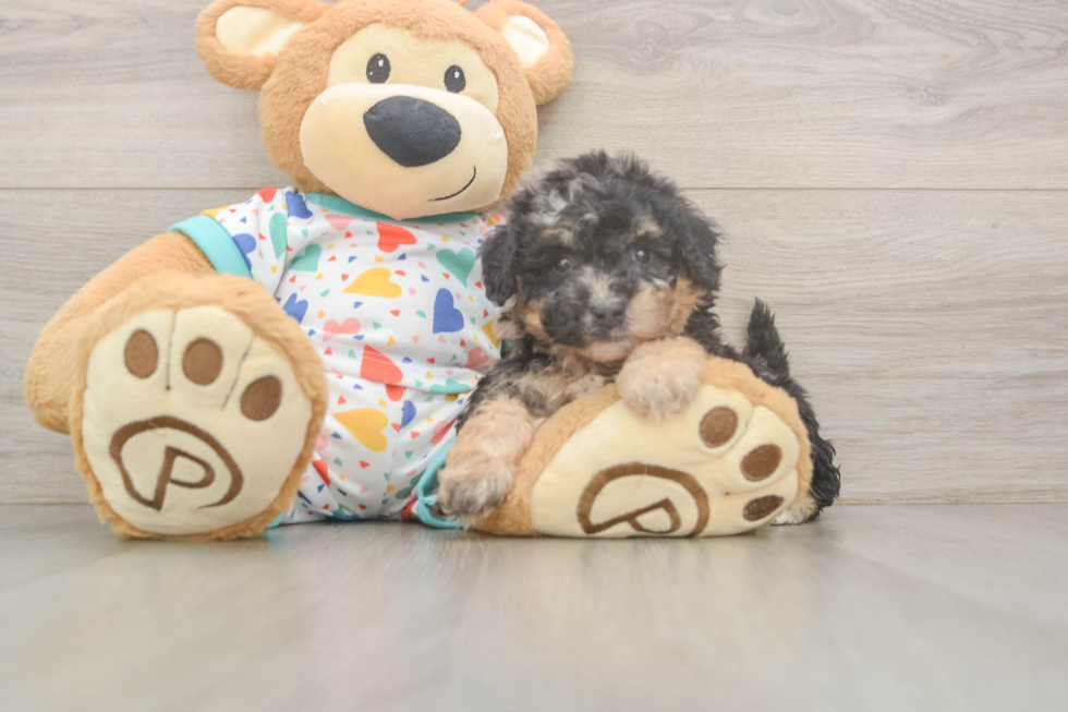 Poochon Puppy for Adoption
