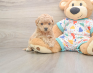 8 week old Poochon Puppy For Sale - Seaside Pups
