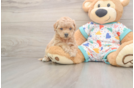 Sweet Poochon Baby