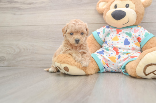 Sweet Poochon Baby