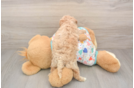 Funny Poochon Poodle Mix Pup