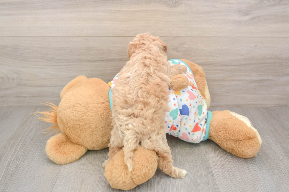 Funny Poochon Poodle Mix Pup