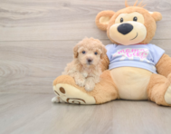 6 week old Poochon Puppy For Sale - Seaside Pups